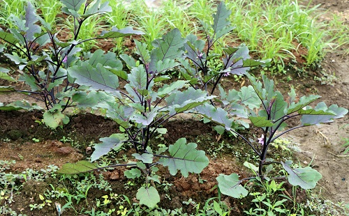 夏季育苗三個注意事項(xiàng)，了解土壤墑情很重要